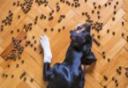 15 Human Foods That Could HARM Your Dog (MUST KNOW!)