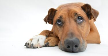 12 Things You Must STOP Doing to Your DOG