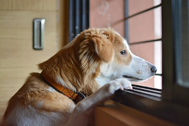 16 Ways You are Hurting Your Dog Without Realizing